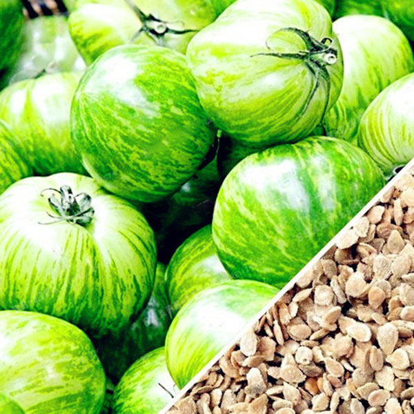 Egrow 100Pcs/Pack Red Green Yellow Tomato Seed Greenhouse Potted Organic Vegetable& Fruit Seeds