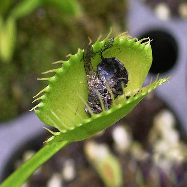 Egrow 100Pcs/Pack Catchfly Potted Plant Seeds Garden Venus Fly Trap Insectivorous Plant