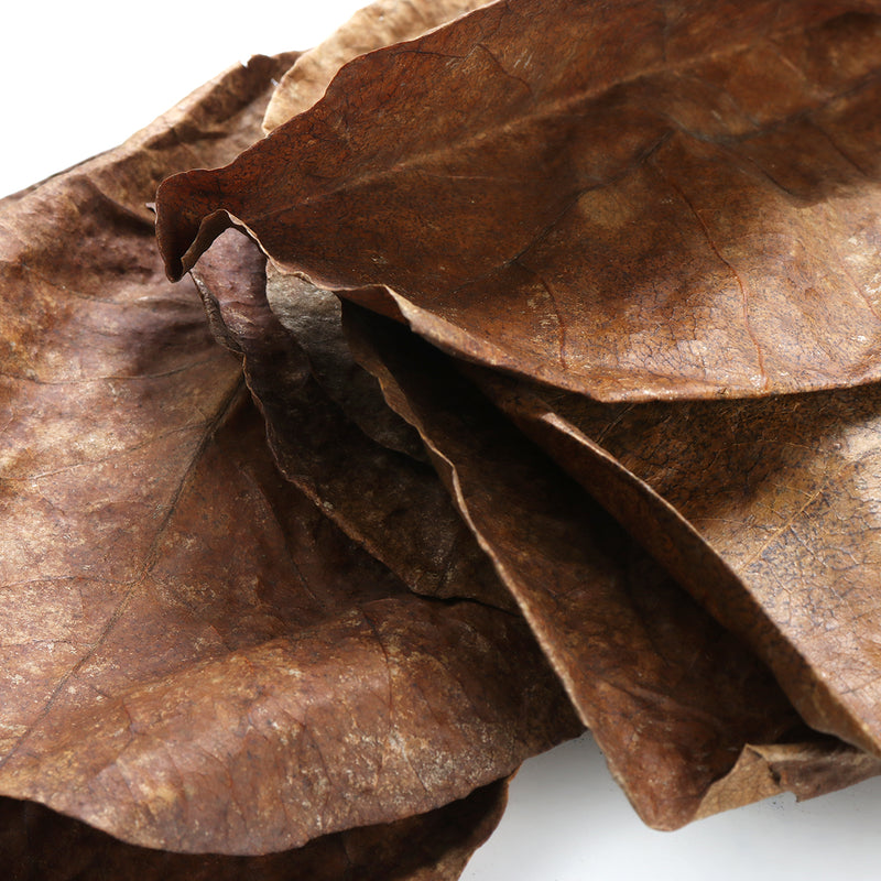10Pcs Aquarium Natural Terminalia Leaves Reduce Ph Improve Water Quality Water Purifier