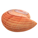Marine Life Plush Pillows Conch & Shell & Starfish Stuffed Plush Toy Cute Cushion Dolls