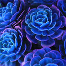 Egrow 200PCS Echeverione Succulent Seeds Mixed Color Garden Potted Flower Seed Home Deco Bonsai