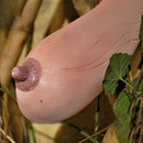 Egrow 50 Pcs/Pack Vietnam Milk Funny Melon Seeds Garden Balcony Vegetable Fruit Plants Seed