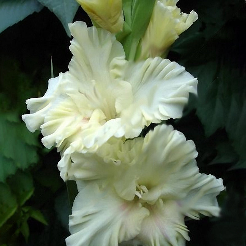 Egrow 100 PCS Garden Plant Gladiolus Flowers Aerobic Indoor Potted Sword Lily Flower Seeds Bonsai