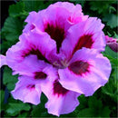 Egrow 100 PCS Geranium Seeds Rare Bonsai Flower Seeds Home Garden Perennial Potted Plant