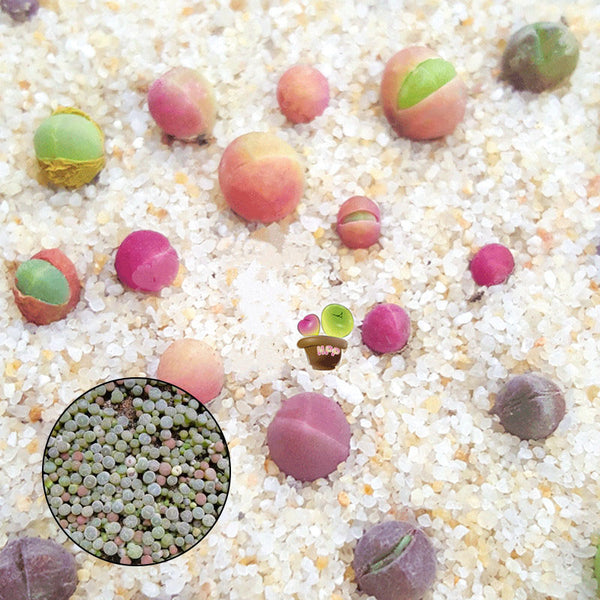 Egrow 100Pcs/Bag Succulent Plant Seeds Gibbaeum Heathii Bonsai Very Rale Succulent Bonsai Seeds