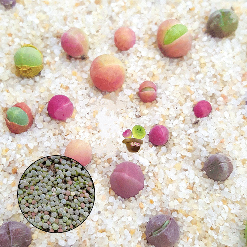 Egrow 100Pcs/Bag Succulent Plant Seeds Gibbaeum Heathii Bonsai Very Rale Succulent Bonsai Seeds