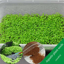 Egrow 1000Pcs/Pack Aquarium Grass Seeds Aquatic Fish Tank Decor Water Plants Seeds