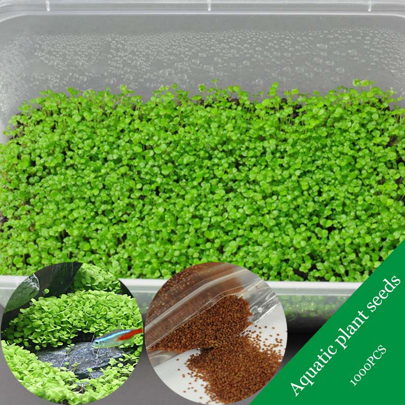 Egrow 1000Pcs/Pack Aquarium Grass Seeds Aquatic Fish Tank Decor Water Plants Seeds
