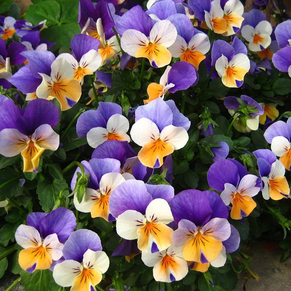 Egrow 100Pcs Pansy Seeds Mix Color Wavy Tri Color Flower Seed Bonsai Potted