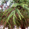Egrow 60 Pcs/Pack Cryptomeria Fortunei Tree Seeds Cryptomeria Fortunei Tree Plant Cryptomeria Fortunei Arborvitae Grow
