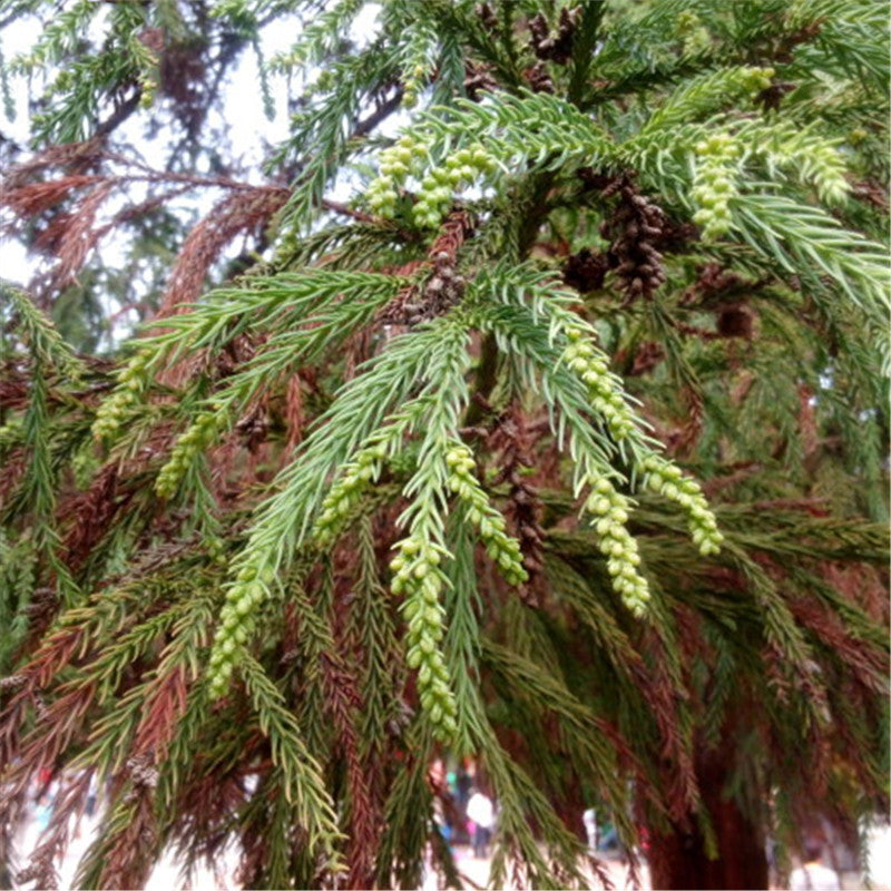 Egrow 60 Pcs/Pack Cryptomeria Fortunei Tree Seeds Cryptomeria Fortunei Tree Plant Cryptomeria Fortunei Arborvitae Grow