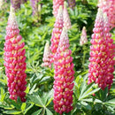 Egrow 100pcs Mix Color Lupine Bonsai Plants Seeds Annual Succulent Groundcover Flower Bonsais Potted Planting For Home Garden