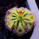 Egrow 100 Pcs/Pack Flycatcher Potted Seeds Mixed Insectivorous Bonsai Plant Dionaea Muscipula Giant Clip Venus Flytrap