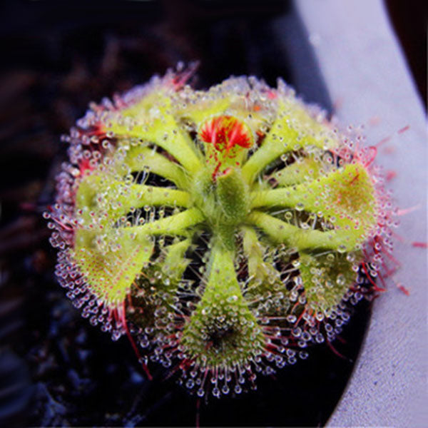 Egrow 100 Pcs/Pack Flycatcher Potted Seeds Mixed Insectivorous Bonsai Plant Dionaea Muscipula Giant Clip Venus Flytrap