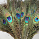 Pack of 25pc Natural Peacock Feathers 10-12'' X7S5
