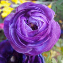 Egrow 50Pcs/Pack Ranunculus Seeds Home Garden DIY Decoration Bonsai Plants Flower Seeds