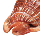 Natural Bull's mouth Helmet Conch Shell Coral Sea Snail FishTank Adorn Ornament Home Decorations