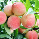 Egrow 5Pcs/Pack Peach Tree Seeds Garden Dwarf Bonanza Sweet Peaches Bonsai Fruit Plants Seeds