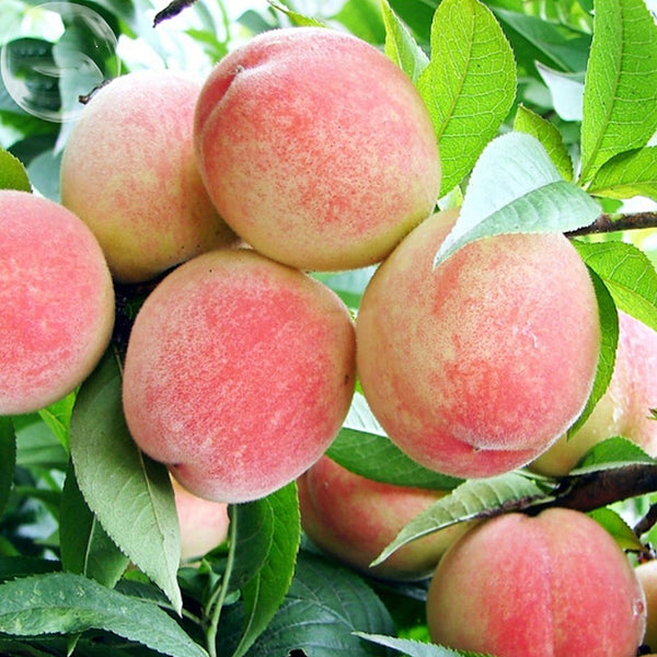 Egrow 5Pcs/Pack Peach Tree Seeds Garden Dwarf Bonanza Sweet Peaches Bonsai Fruit Plants Seeds
