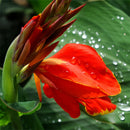 Egrow 10Pcs/Pack Canna Seeds Plants Indoor Outdoor Pot Flower Seed Home Garden Yard Bonsai