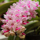 Egrow 100Pcs/Bag Cymbidium Orchid Seeds Silk Butterfly Orchid Artificial Flower Wedding Decoration