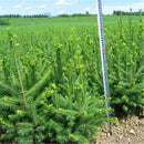 Egrow 60 Pcs/Pack Asperata Seeds Picea Asperata Fir Tree Semente Plant Spruce Tree