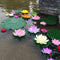 Egrow Lotus Flower Seeds Aquatic Plants Bonsai Lotus Seeds Perennial Plant for Home Garden