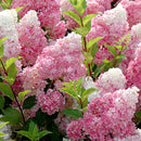 Egrow 20Pcs Hydrangea Flower Seed Vanilla Strawberry Seeds For Outdoor Home Planting Bonsai