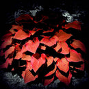 Egrow 150Pcs/Pack Hosta Flower Seeds Garden Perennials Ornamental Lily Shade Hosta Plants Seeds