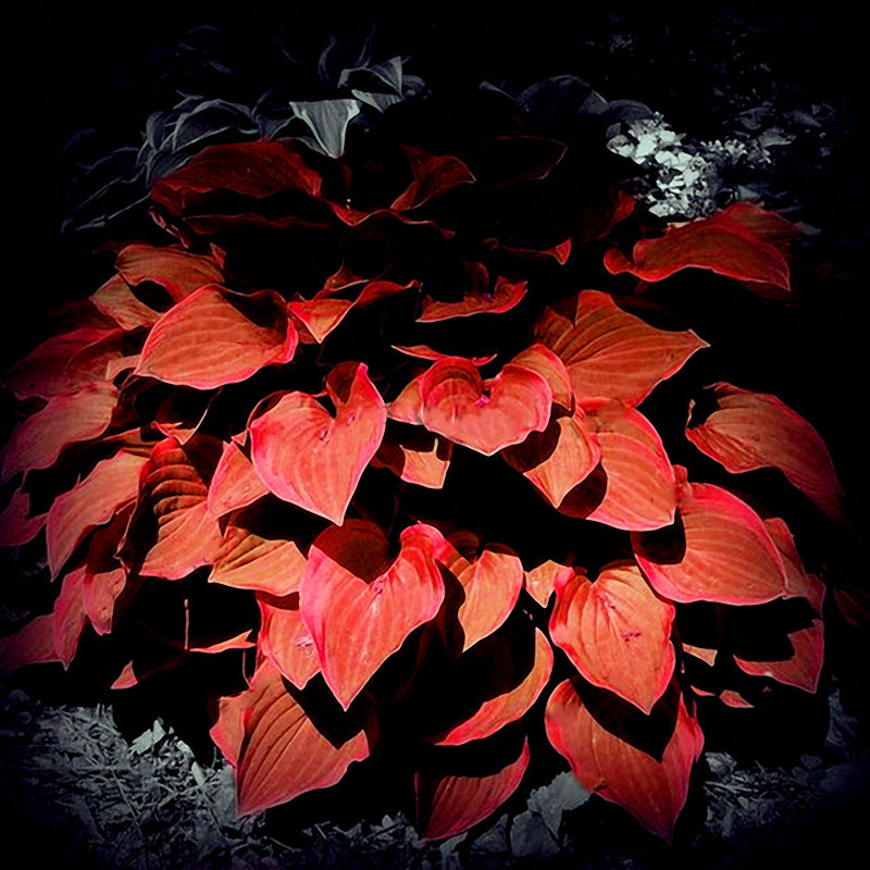 Egrow 150Pcs/Pack Hosta Flower Seeds Garden Perennials Ornamental Lily Shade Hosta Plants Seeds