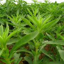 Egrow 100 Pcs/Pack Stevia Rebaudiana Seeds Stevia Herbs Plants Green Herb Stevia Rebaudiana For Garden Planting