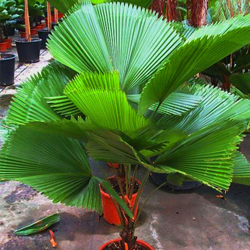 Egrow 20Pcs/Pack Fan Palm Tree Seeds Ornamental Livistona Chinensis Plants Tall Evergreen Palm Tree