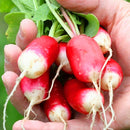 Egrow 100Pcs/Bag Sausage Radish Seeds Juicy And Nutritious Early Spring Radish Delicious Vegetable