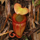 Egrow 50PCS Nepenthes Seeds Potted Plant Eating Mosqutio Insert Garden Outdoor Flowers Bonsai