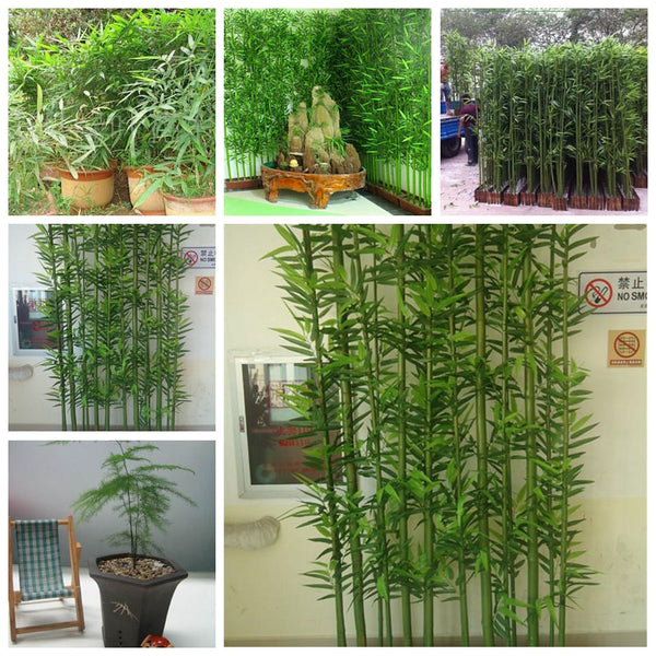 Egrow 60Pcs/Pack Chinese Mini Moso Bamboo Seeds Phyllostachys Heterocycla Courtyard Moso Bamboo for DIY Home Garden Plant