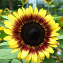 40Pcs Mixed Colored Sunflower Seeds Rare Bonsai Flower Seeds Garden potted Plant