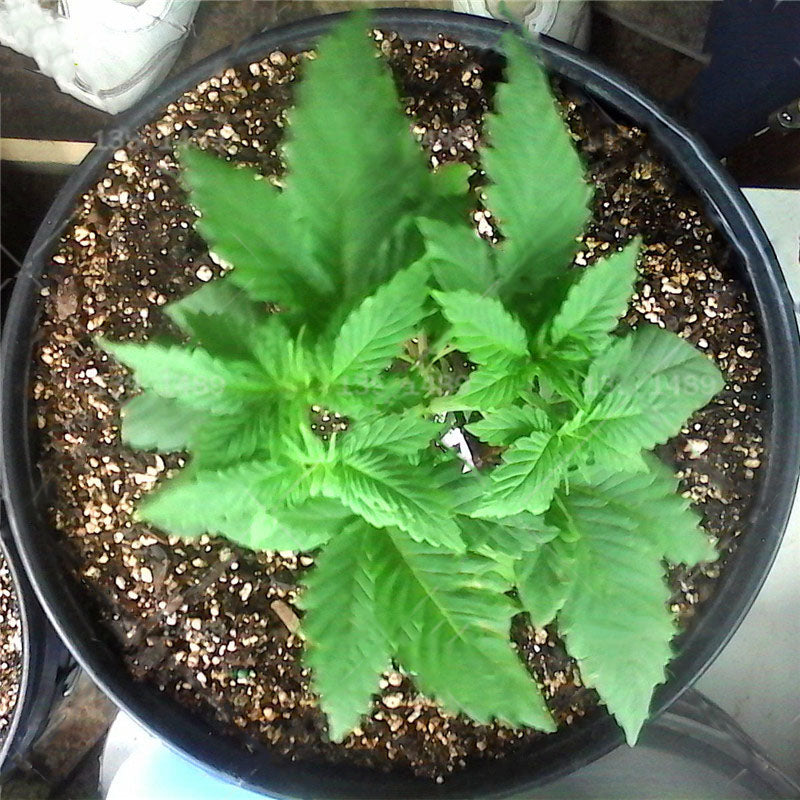 Egrow 50 Pcs/Pack Edible Grass Seeds Garden Bonsai For Home Garden Plant