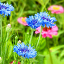 Egrow 100Pcs/Pack Blue Cornflower Centaurea Cyanus Seeds Balcony Patio Garden Flowers Potted Bonsai Plant Seed