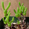10pcs Monilaria Obconica Succulent Plants Seeds Garden Aizoaceae Perennial Herb