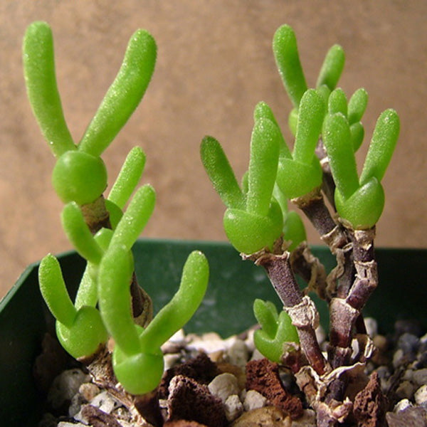 10pcs Monilaria Obconica Succulent Plants Seeds Garden Aizoaceae Perennial Herb