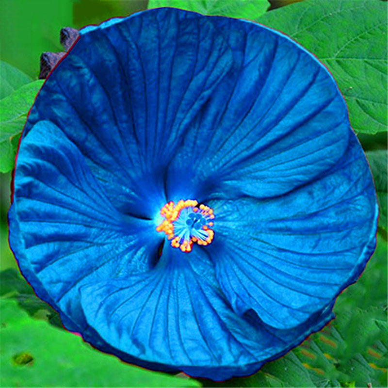 Egrow 50Pcs/Bag Hibiscus Flower Seeds Moscheutos Bonsai Giant Hibiscus Flower Bonsai Perennial Cottonrose Hibiscus Rare Bonsai Plant