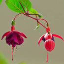 30PCS Fuchsia Hybrida Voss Seeds Potted Ornamental Plants Garden Bonsai