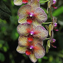 Egrow 100Pcs/Bag Cymbidium Orchid Seeds Butterfly Orchid Plant Flower Seeds Cymbidium Flower Plants