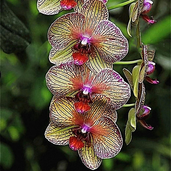 Egrow 100Pcs/Bag Cymbidium Orchid Seeds Butterfly Orchid Plant Flower Seeds Cymbidium Flower Plants