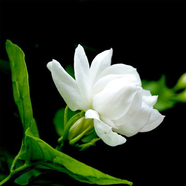 Egrow 20Pcs Bonsai Jasmine Flower Seeds Garden Outdoor Balcony Climbing Flower Seeds