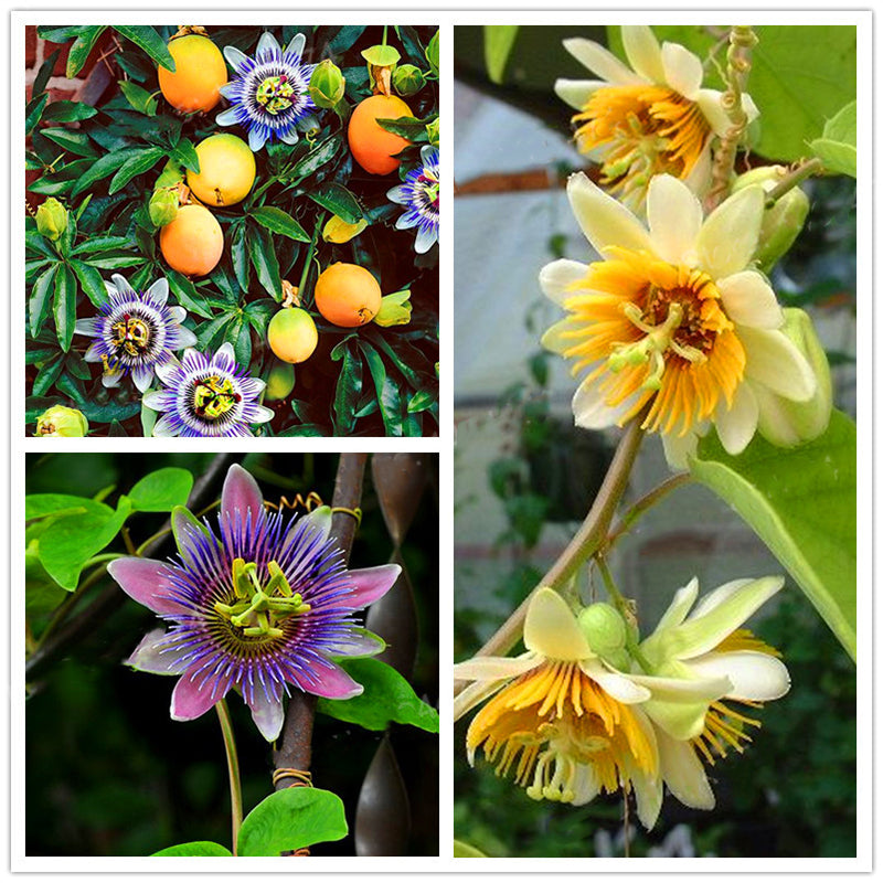 Egrow 50Pcs/Pack Passiflora Incarnata Seeds Home Garden Plants Passion Fruit Flower Bonsai Seeds