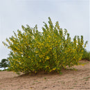 Egrow 60 Pcs/Pack Caragana Korshinskii Tree Seeds Caragana Korshinskii Tree Plant Korshinsk Peashrub