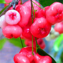 Egrow 100 PCS/Pack Jambu Air Seeds Rose Wax Apple Bonsai Rare Fruit Flores for Home Garden Planting