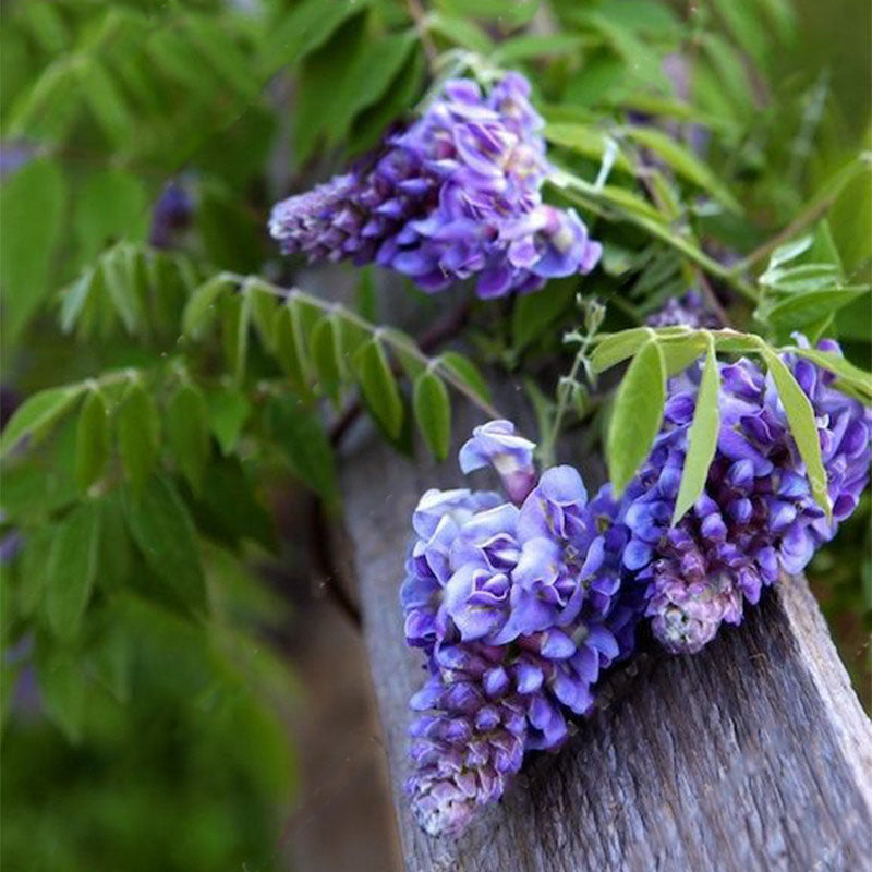 Egrow 10Pcs/Bag Garden Creepers Wisteria Seeds Rare Bonsai Tree Seeds Ornamental Plant Flower Seeds