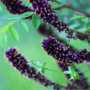 Egrow 120 Pcs/Pack Amorpha Fruticosa Seeds False Indigo Bush Tree Plant Amorpha Fruticosa Tree